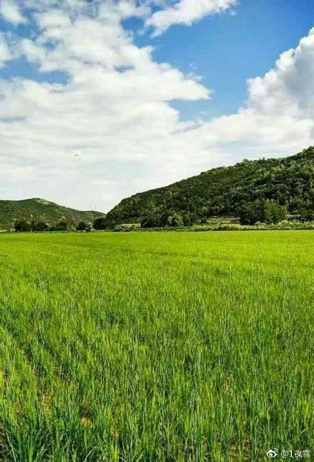 富硒大米种植时间（大米种植富硒时间是多少）-硒宝网