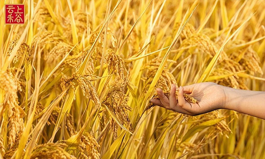 富硒大米生产标准（大米标准生产富硒含量多少）-硒宝网