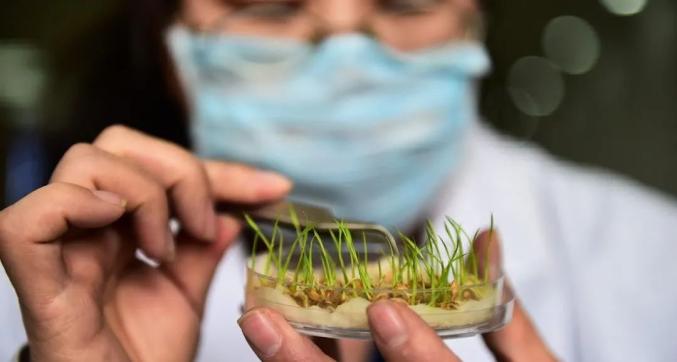 生产富硒大米肥料（大米生产富硒肥料吗）-硒宝网