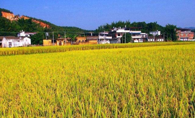 淮南富硒大米产地（安微富硒大米）-硒宝网