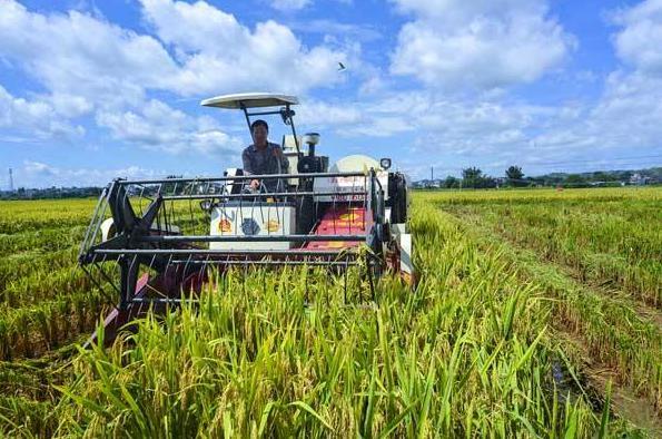 淮南富硒大米产地（安微富硒大米）-硒宝网