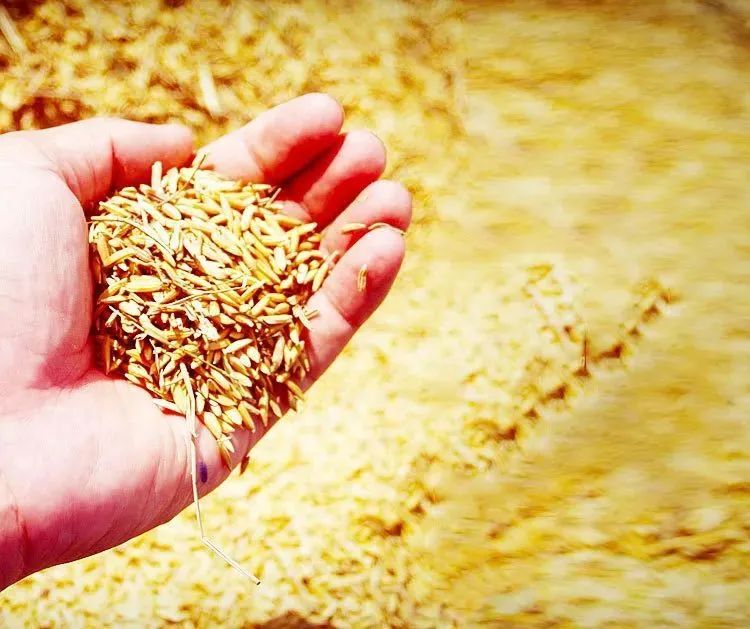 河上田舍富硒大米（富硒大米基地）-硒宝网