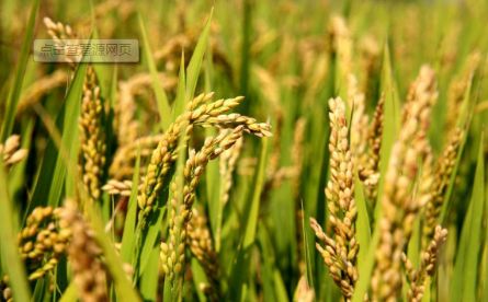 国标大米富硒标准（大米国标标准富硒含量多少）-硒宝网