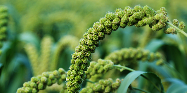 广西黑色富硒大米（富硒黑米多少钱一斤）-硒宝网