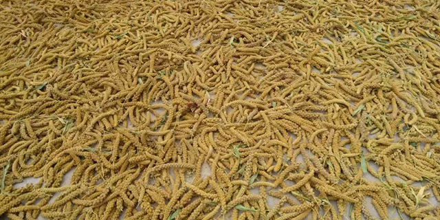 广西黑色富硒大米（富硒黑米多少钱一斤）-硒宝网