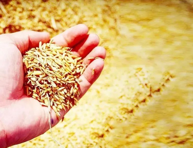 河上田舍富硒大米(富硒优质大米)-硒宝网