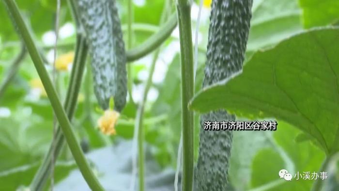 济阳富硒黄河大米（济阳黄河大米产地）-硒宝网