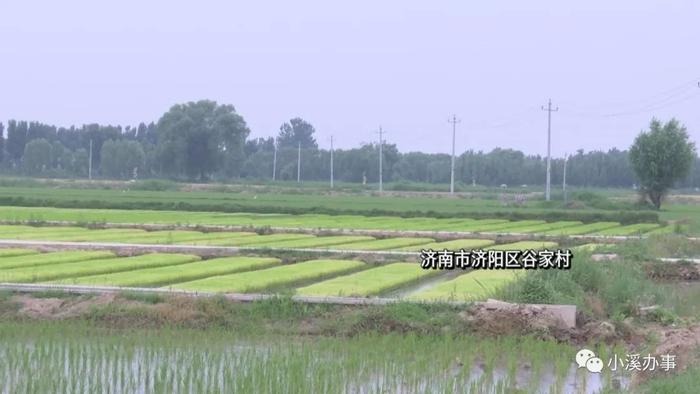 济阳富硒黄河大米（济阳黄河大米产地）-硒宝网