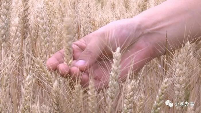 济阳富硒黄河大米（济阳黄河大米产地）-硒宝网