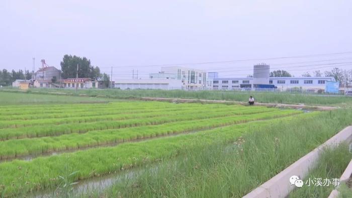 济阳富硒黄河大米（济阳黄河大米产地）-硒宝网