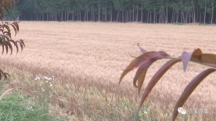 济阳富硒黄河大米（济阳黄河大米产地）-硒宝网
