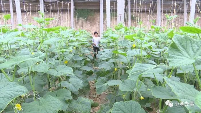 济阳富硒黄河大米（济阳黄河大米产地）-硒宝网
