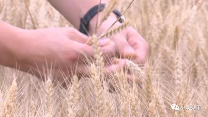 济阳富硒黄河大米（济阳黄河大米产地）-硒宝网