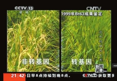 富硒大米 转基因(富硒大米是转基因吗)-硒宝网