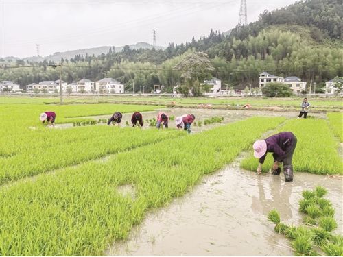 生产富硒大米肥料（富硒大米种植）-硒宝网