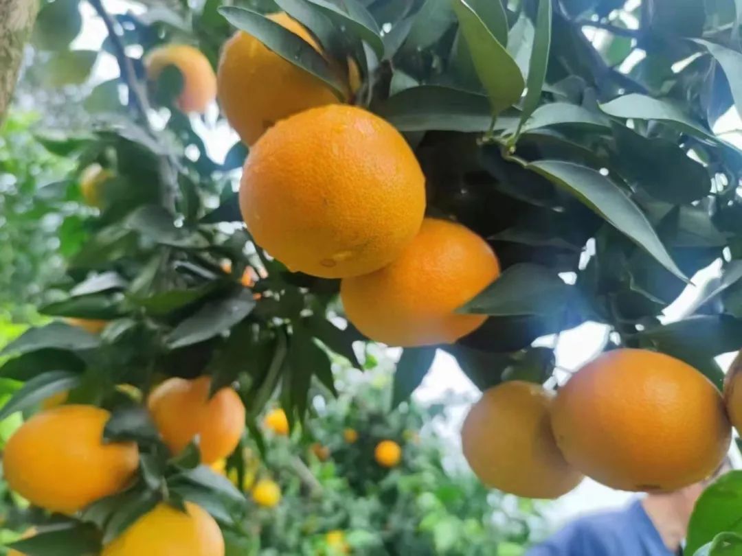 恩施富硒大米生产(大米恩施生产富硒玉米吗)-硒宝网