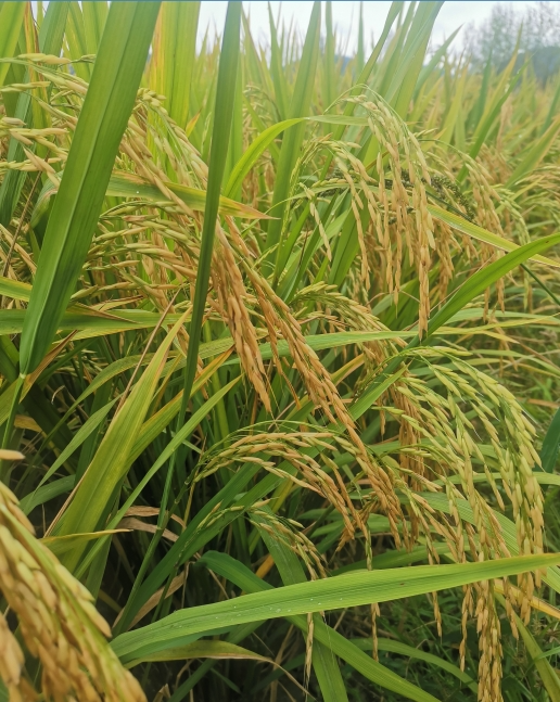 恩施富硒大米生产(大米恩施生产富硒玉米吗)-硒宝网