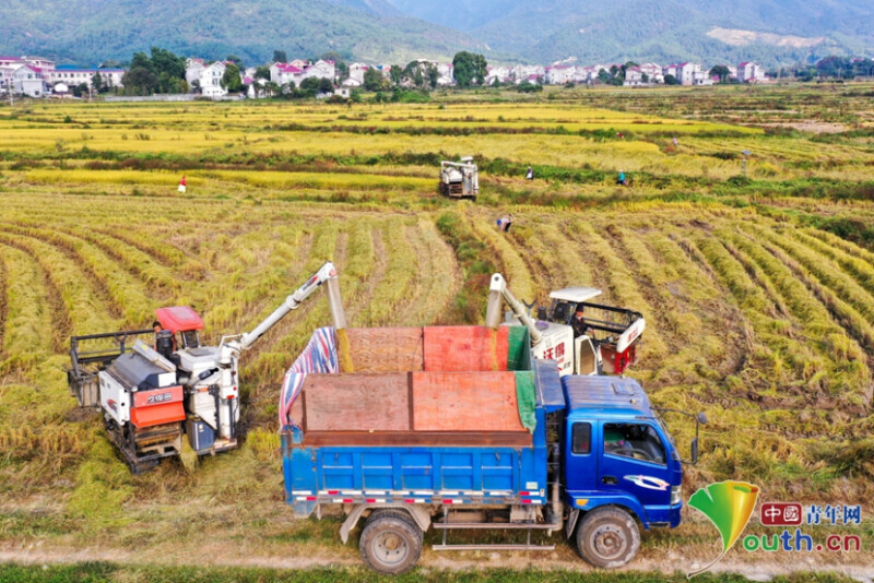 厦门有机富硒大米(富硒大米好在哪)-硒宝网