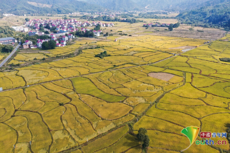 厦门有机富硒大米(富硒大米好在哪)-硒宝网