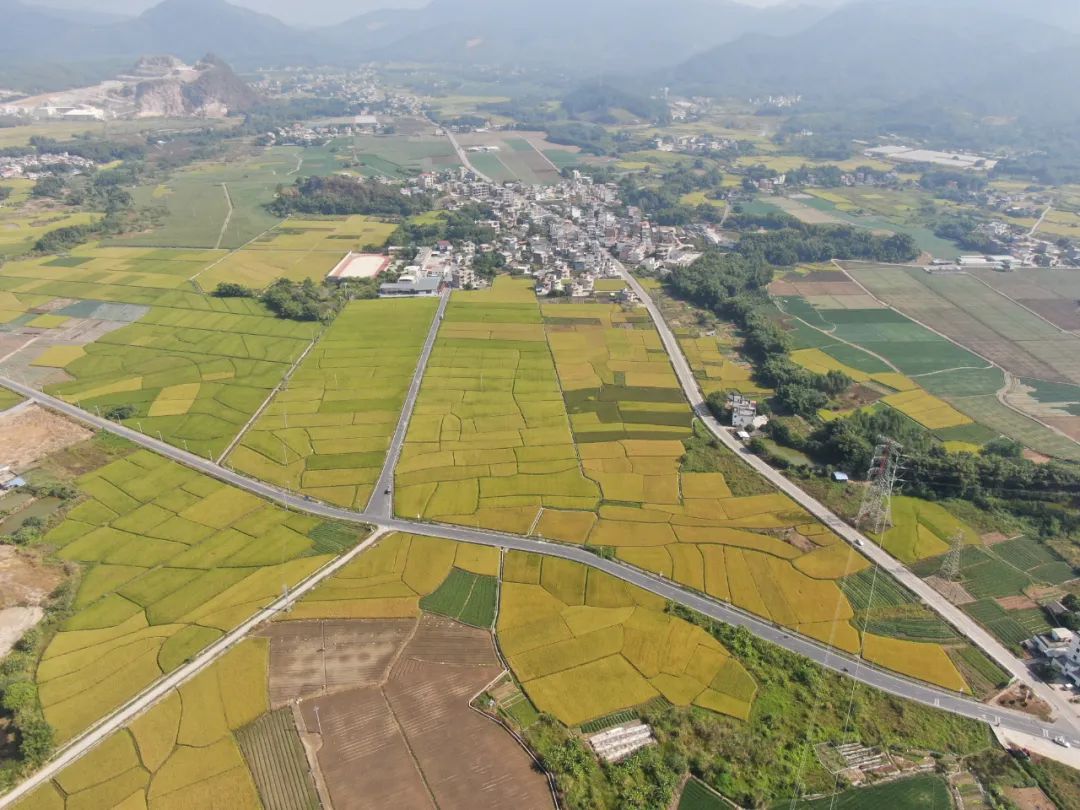 富硒大米丰收新闻(富硒大米广告文案)-硒宝网