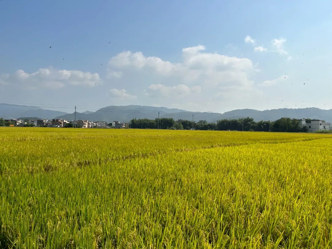 富硒大米丰收新闻(富硒大米广告文案)-硒宝网