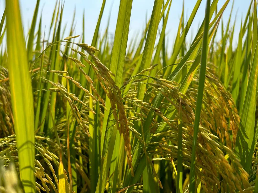 富硒大米丰收新闻(富硒大米广告文案)-硒宝网