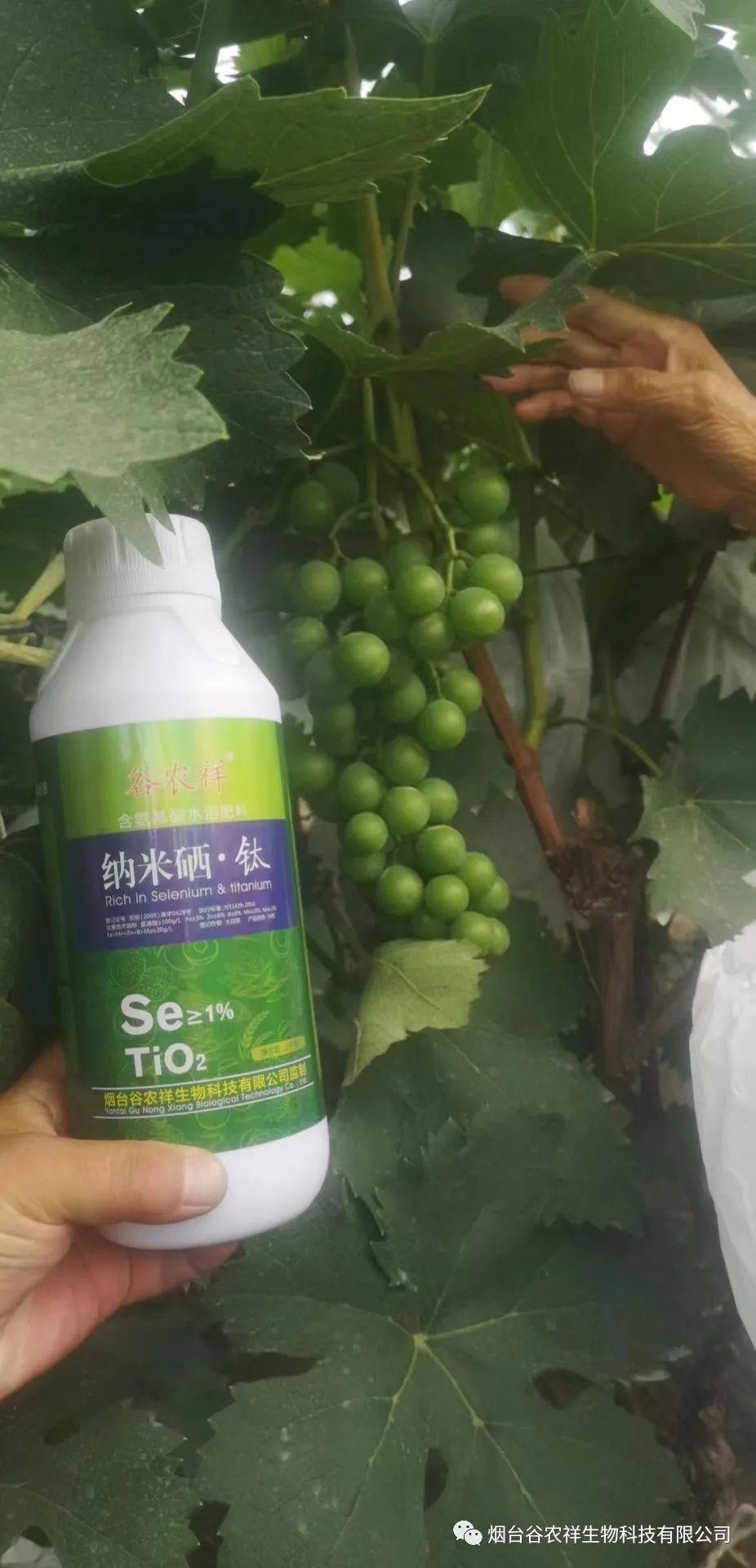 有机富硒大米发黑（富硒米为什么发黑）-硒宝网