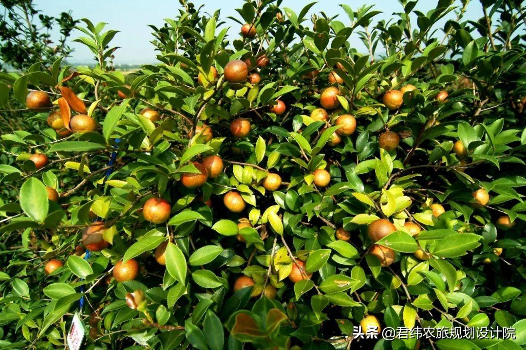 宜春富硒大米产地（宜春含硒大米）-硒宝网