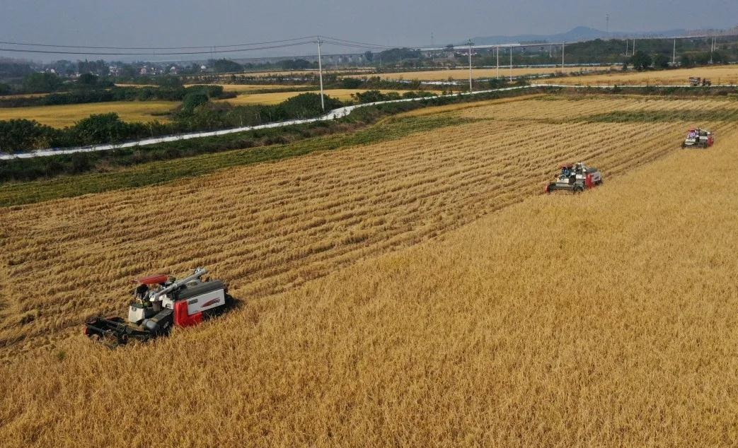 合肥有机富硒大米（富硒大米好还是有机大米好）-硒宝网