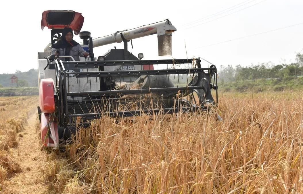 合肥有机富硒大米（富硒大米好还是有机大米好）-硒宝网