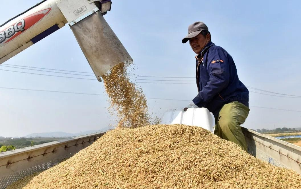 合肥有机富硒大米（富硒大米好还是有机大米好）-硒宝网