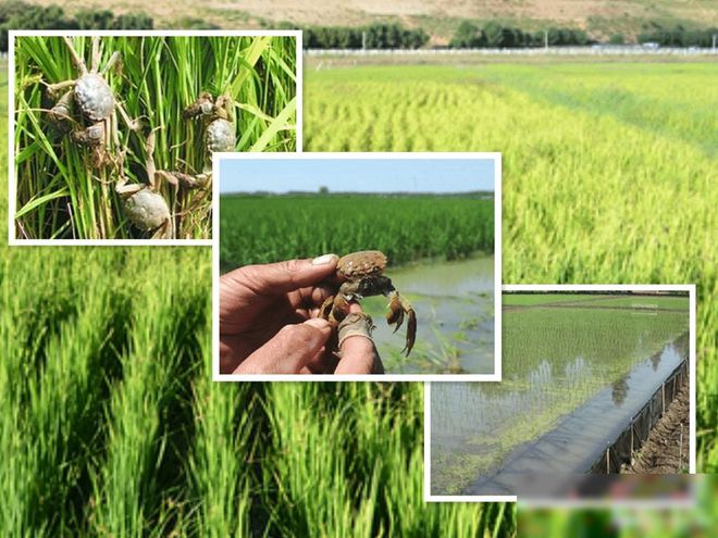 盘锦弱碱富硒大米(盘锦大米碱地米好吃吗)-硒宝网