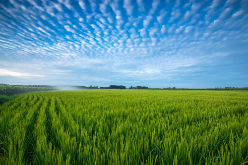 海南富硒大米介绍（海南大米营养价值）-硒宝网