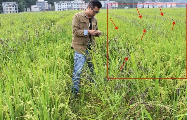 富硒大米相关资料（富硒大米中含有的主要营养素是）-硒宝网