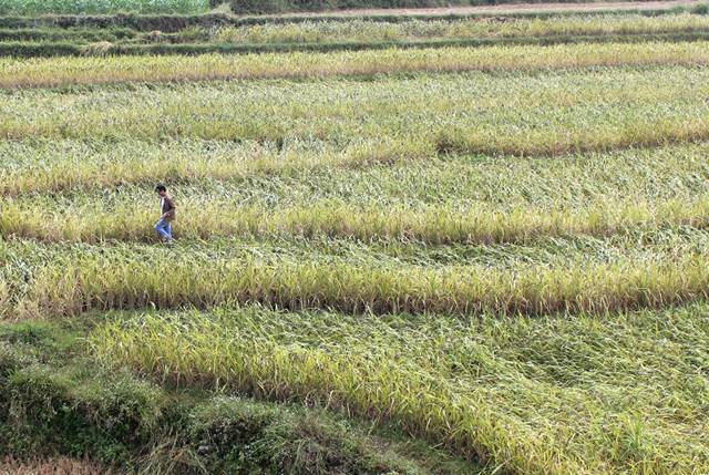富硒大米相关资料（富硒大米中含有的主要营养素是）-硒宝网