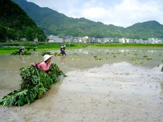 富硒大米相关资料（富硒大米中含有的主要营养素是）-硒宝网