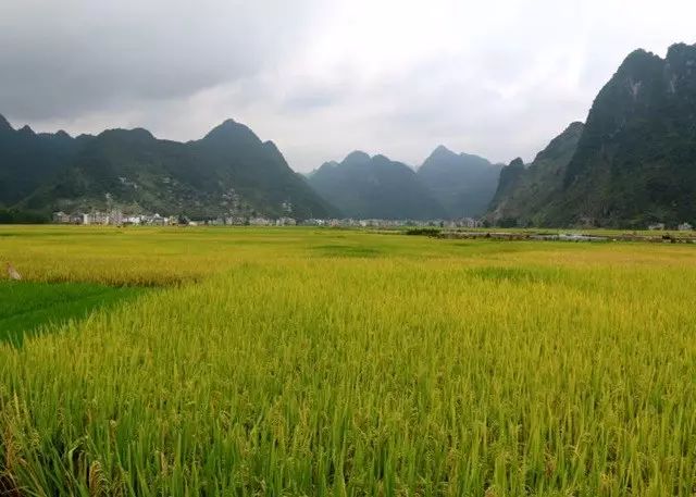 富硒大米相关资料（富硒大米中含有的主要营养素是）-硒宝网