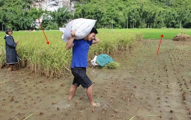 富硒大米相关资料（富硒大米中含有的主要营养素是）-硒宝网