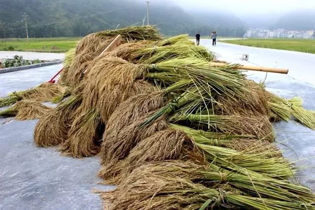 富硒大米相关资料（富硒大米中含有的主要营养素是）-硒宝网