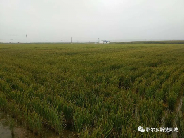 富硒弱碱石板大米（大米碱弱石板富硒含量高吗）-硒宝网