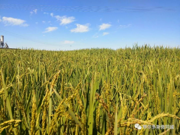 富硒弱碱石板大米（大米碱弱石板富硒含量高吗）-硒宝网