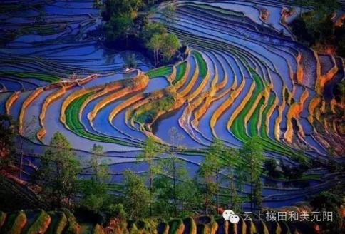 生态农耕富硒大米（富硒大米生产技术）-硒宝网