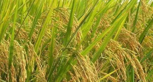 柳河富硒大米产地(吉林柳河富硒大米多少钱一斤)-硒宝网