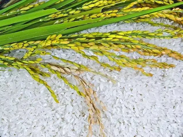 柳河富硒大米产地(吉林柳河富硒大米多少钱一斤)-硒宝网