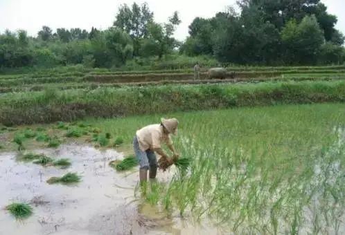 柳河富硒大米产地(吉林柳河富硒大米多少钱一斤)-硒宝网