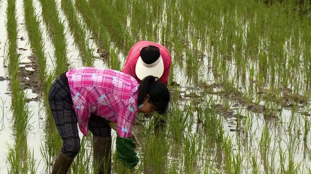 湖北施恩大米富硒(湖北恩施硒米多少钱一斤)-硒宝网