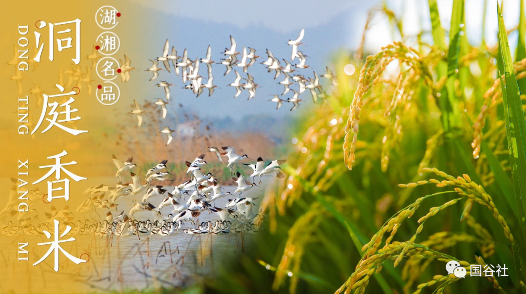 柳河富硒大米产地（富硒大米的产地）-硒宝网