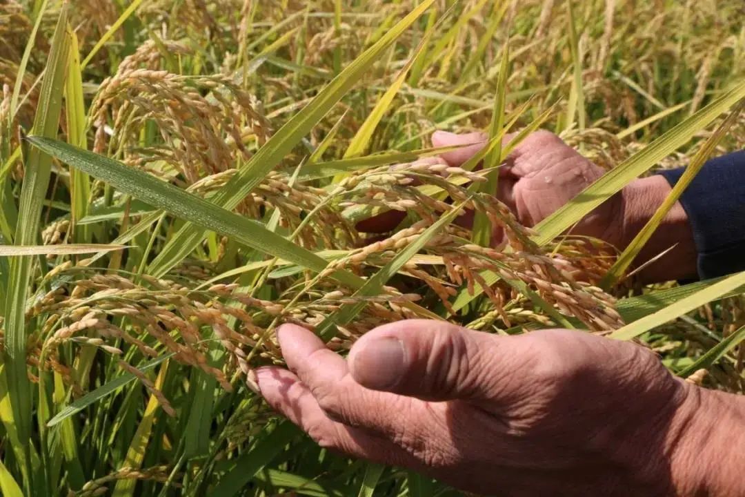 来宾有机富硒大米(富硒大米有机营养素是什么)-硒宝网