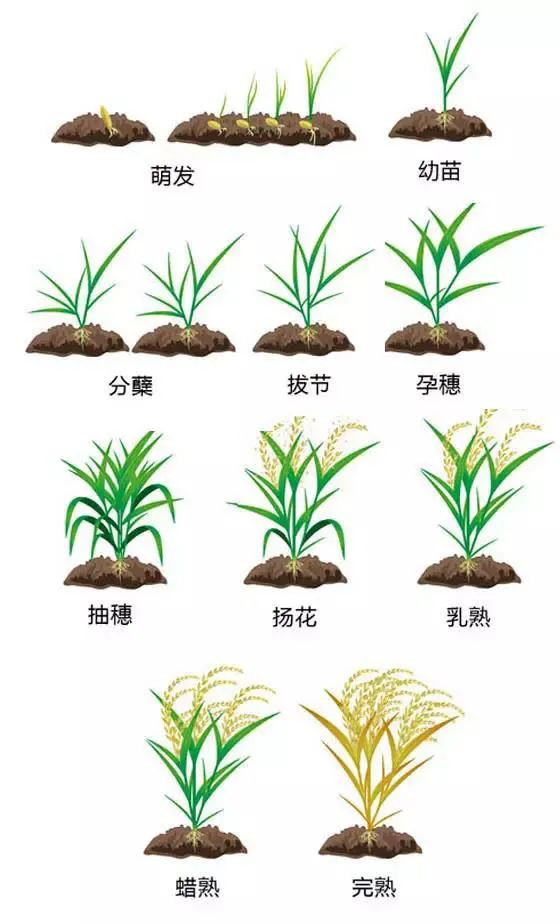 富硒大米成熟季节(大米季节成熟富硒含量多少)-硒宝网