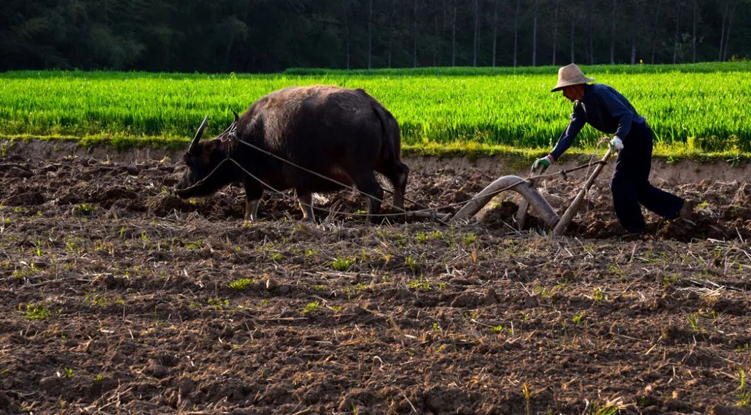 富硒大米成熟季节(大米季节成熟富硒含量多少)-硒宝网